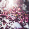 Colorful spring flowers